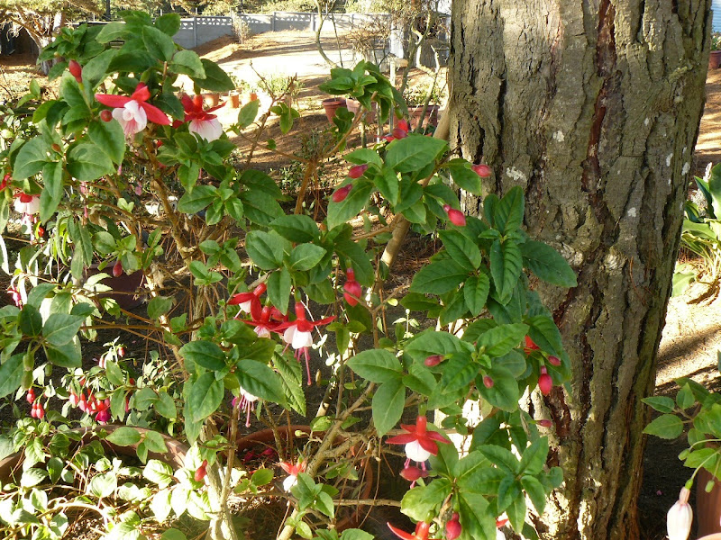 P1530889.JPG