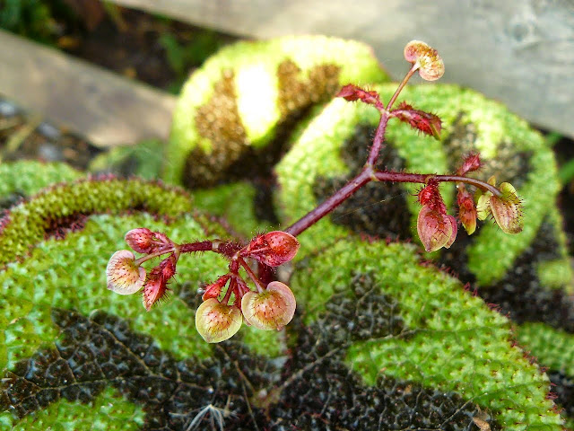 P1540129.JPG
