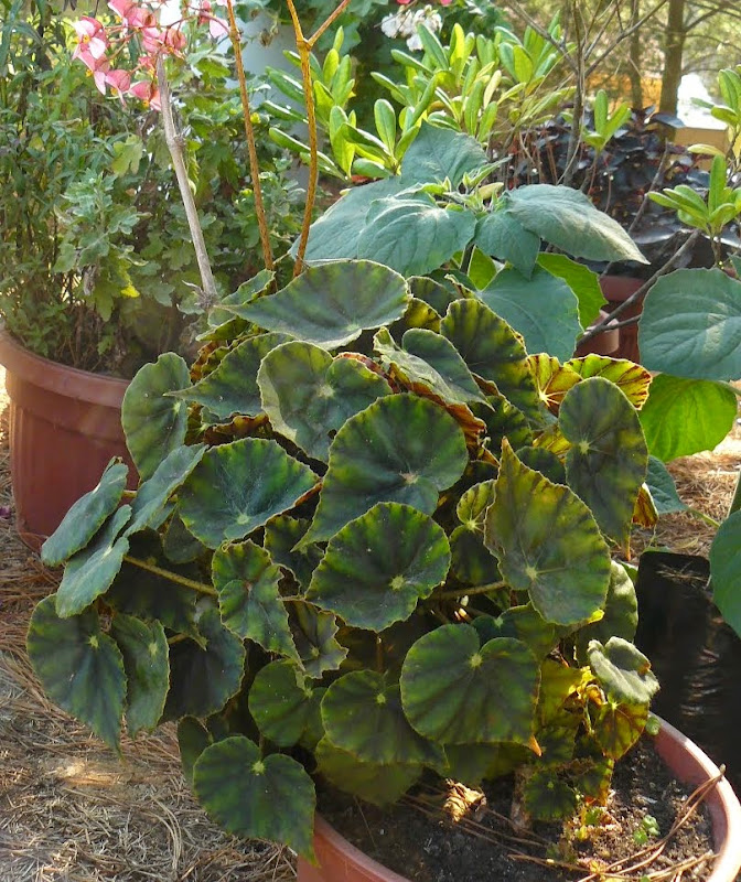 P1540148.JPG