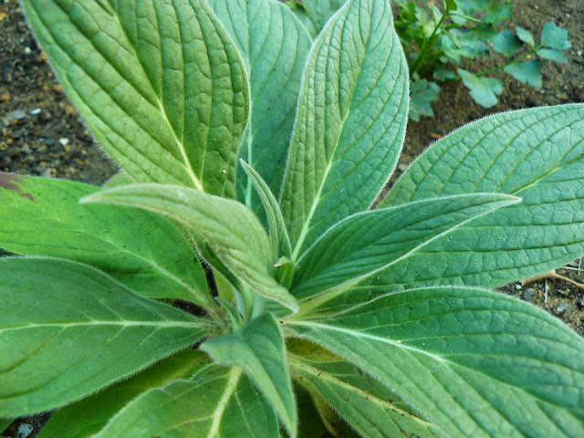 P1540303.JPG