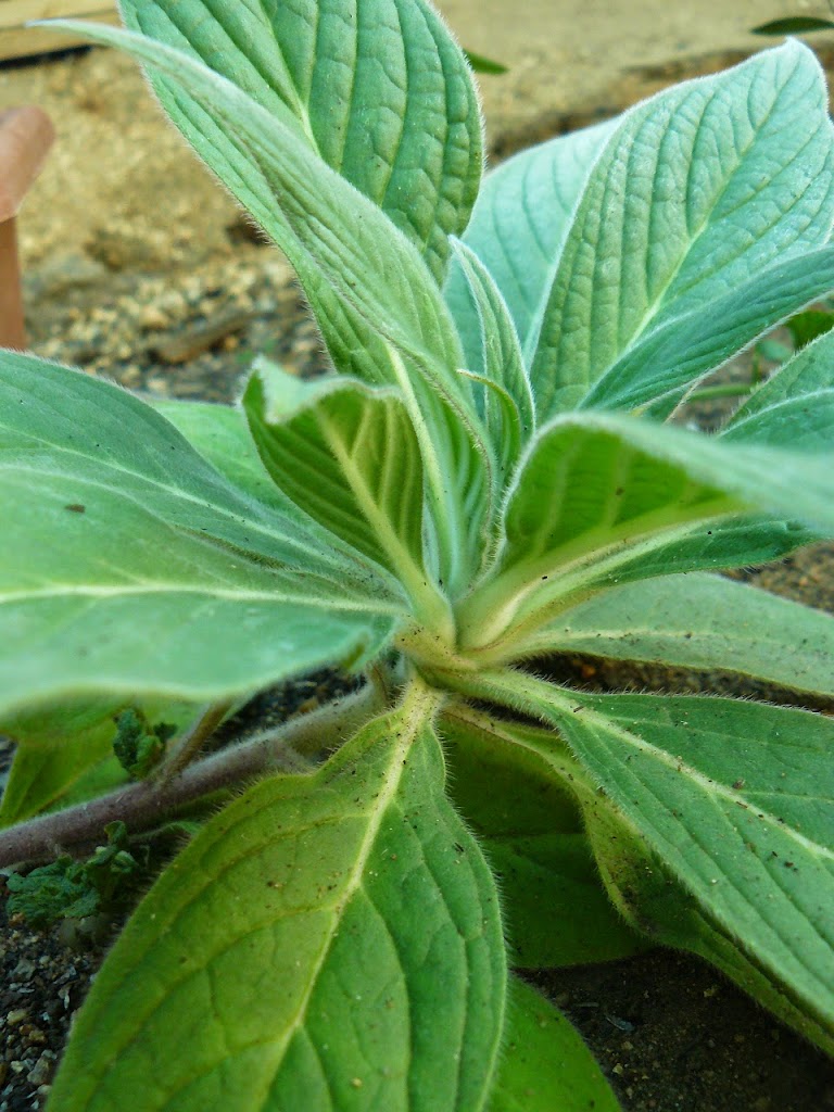 P1540306.JPG