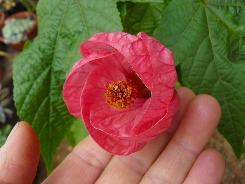 P1540362.JPG