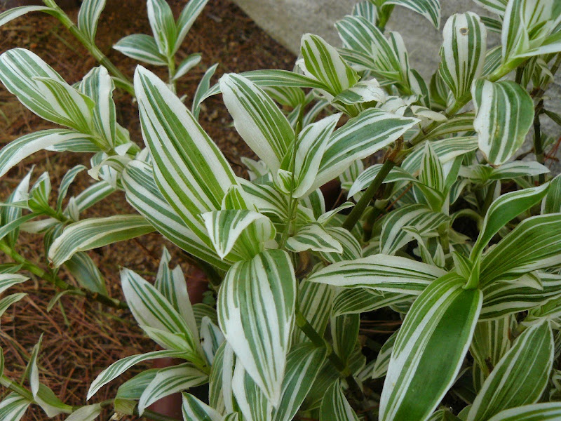 P1540444.JPG