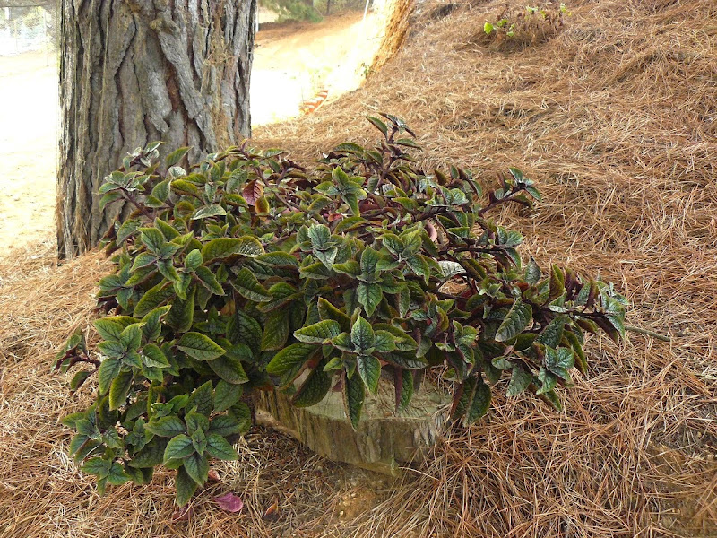 P1540464.JPG