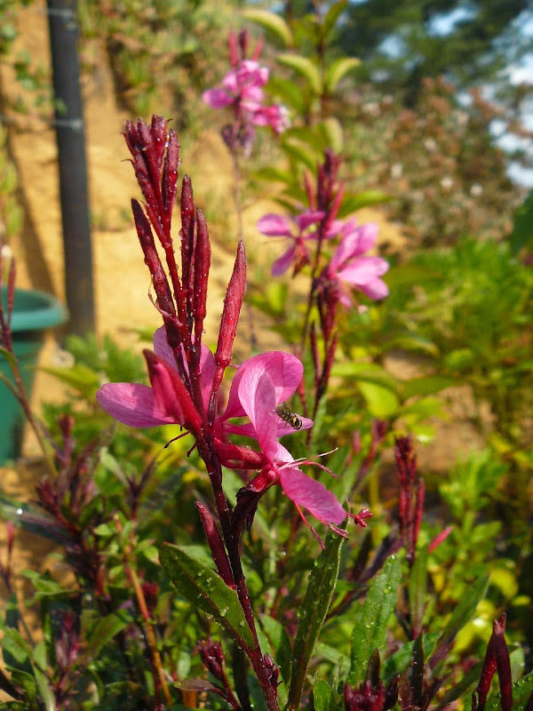 P1540475.JPG