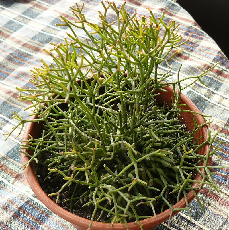 P1540953.JPG