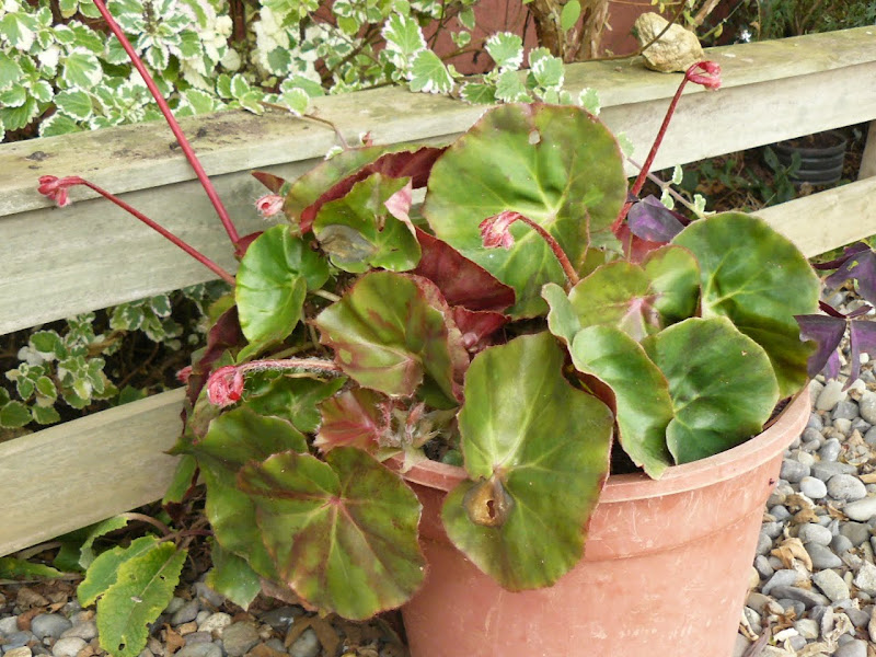 P1550090.JPG