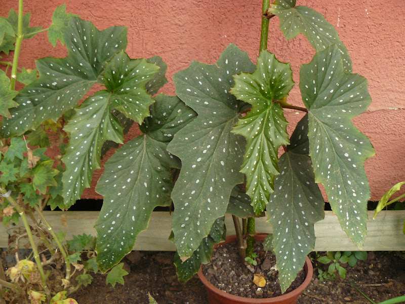 P1550097.JPG