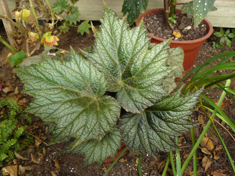 P1550099.JPG