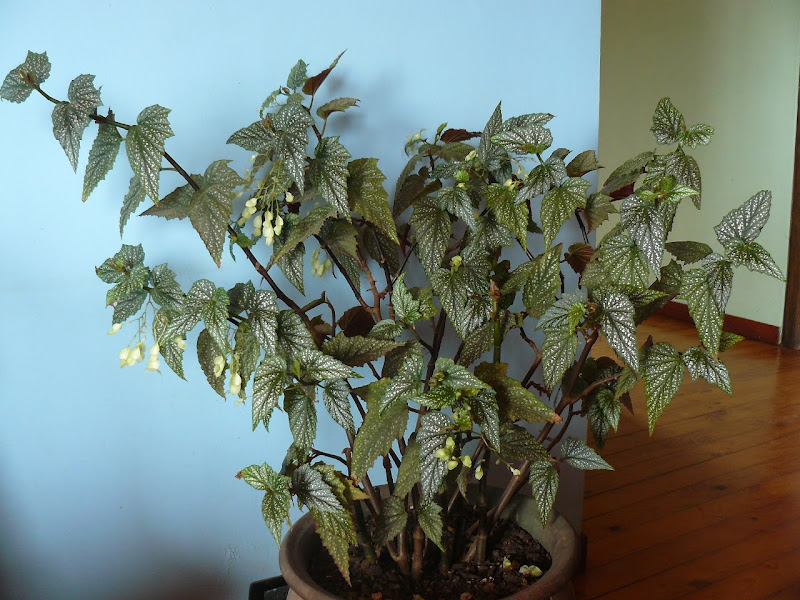 P1550103.JPG