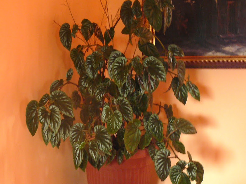 P1550107.JPG