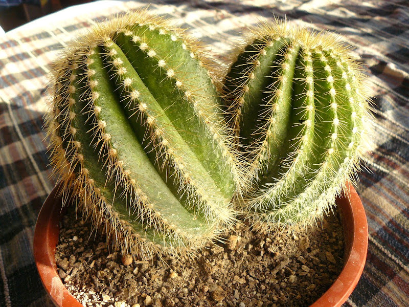P1550554.JPG
