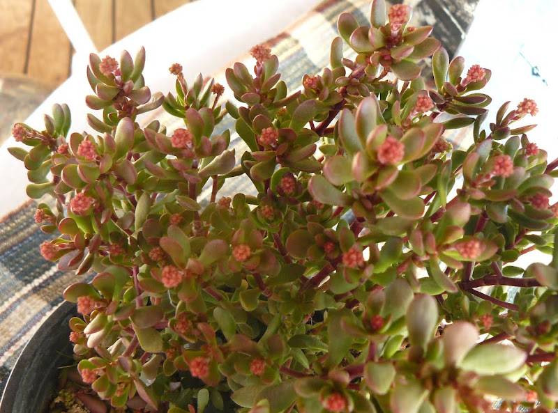 P1550595.JPG