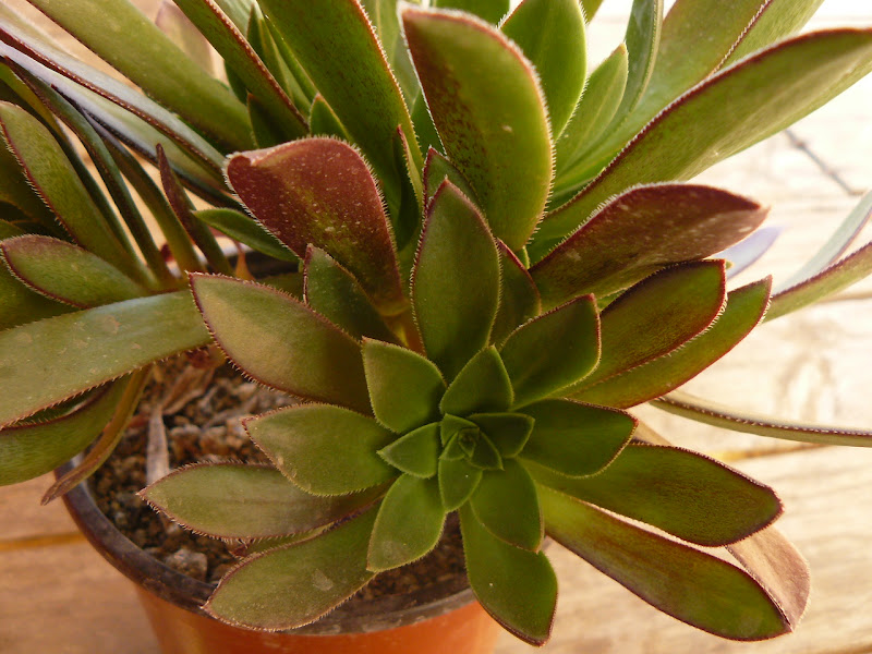 P1550599.JPG