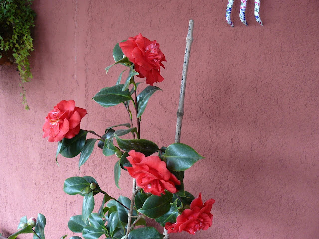 P1560665.JPG