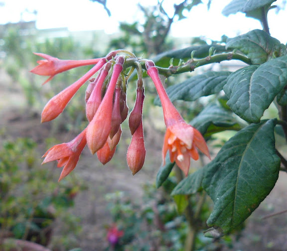 P1560752.JPG