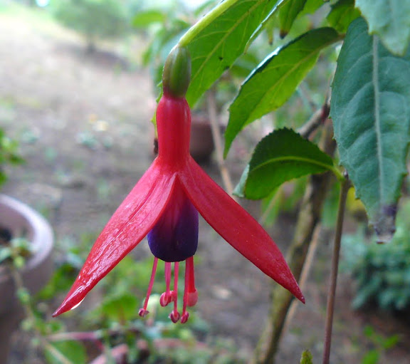 P1560759.JPG