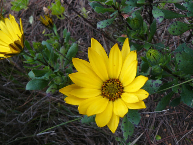 P1560774.JPG