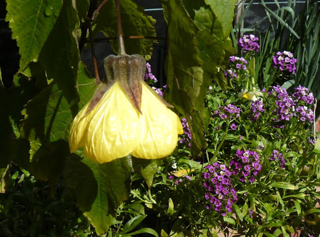 P1560821.JPG