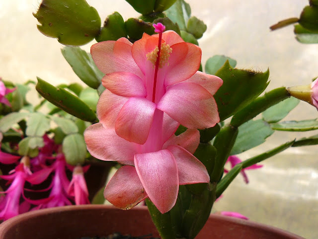 P1560890.JPG
