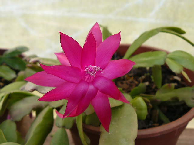 P1560891.JPG