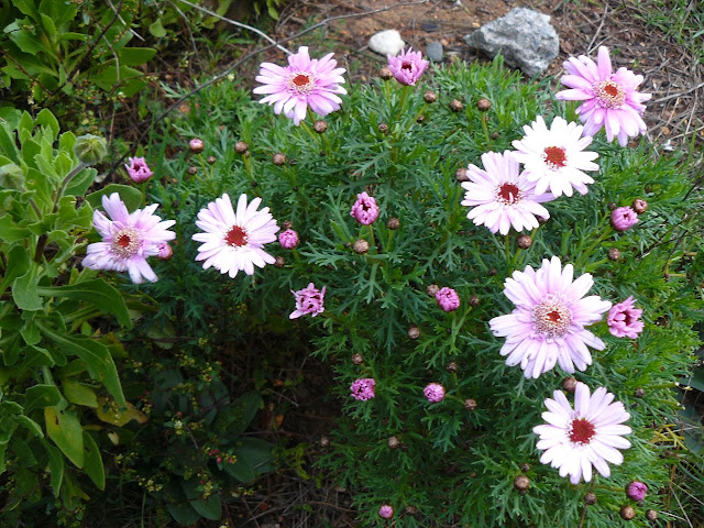 P1560921.JPG