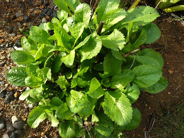 P1570113.JPG