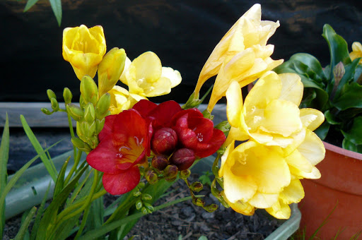 P1580159.JPG