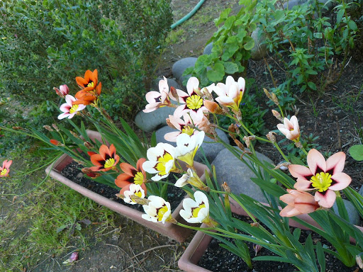 P1580471.JPG