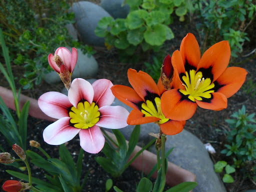 P1580481.JPG