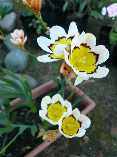 P1580487.JPG