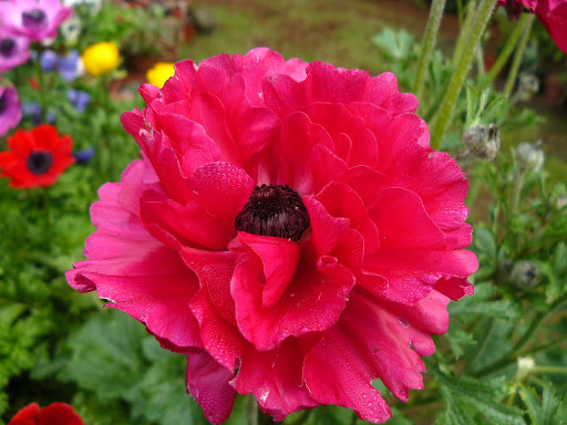 P1580563.JPG
