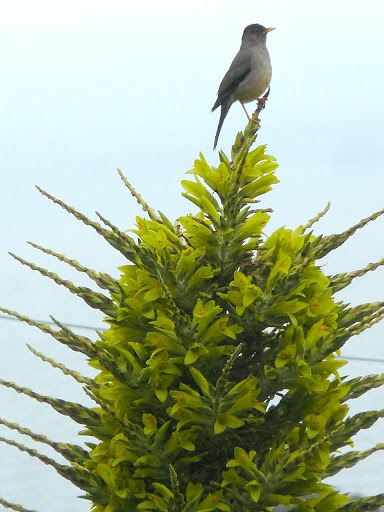 P1590863.JPG