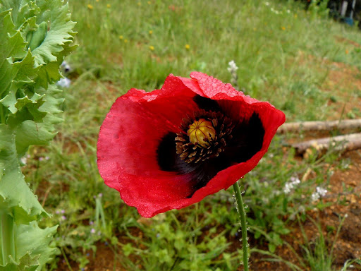 P1590875.JPG
