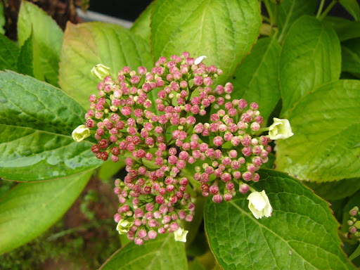 P1590953.JPG