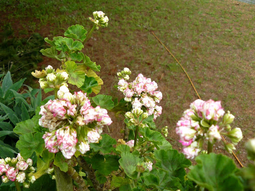P1590969.JPG