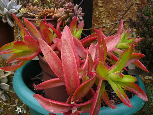 P1590970.JPG