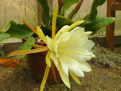 P1600087.JPG