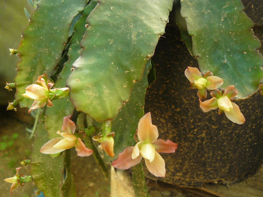 P1600100.JPG