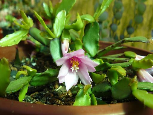 P1600105.JPG