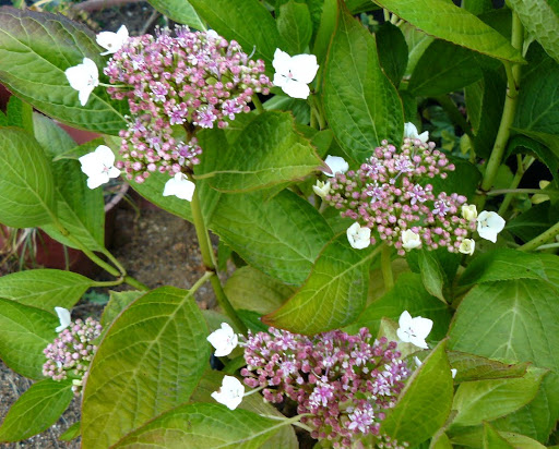 P1600208.JPG