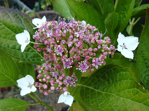 P1600209.JPG