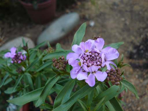 P1600219.JPG