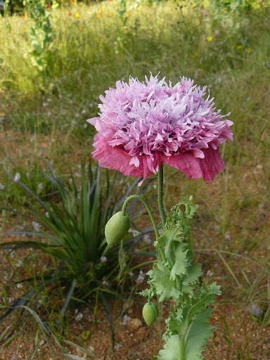 P1600476.JPG