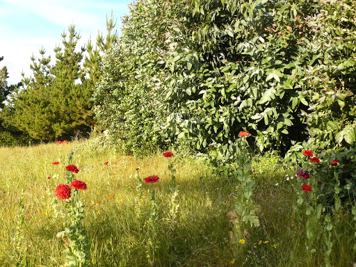 P1600479.JPG