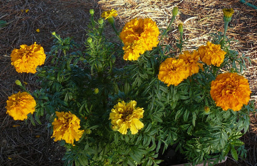 P1610749.JPG