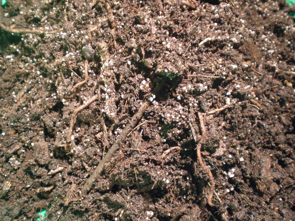 P2040133.jpg