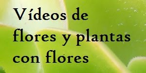 P2140435%2B-%2Bcopia.JPG