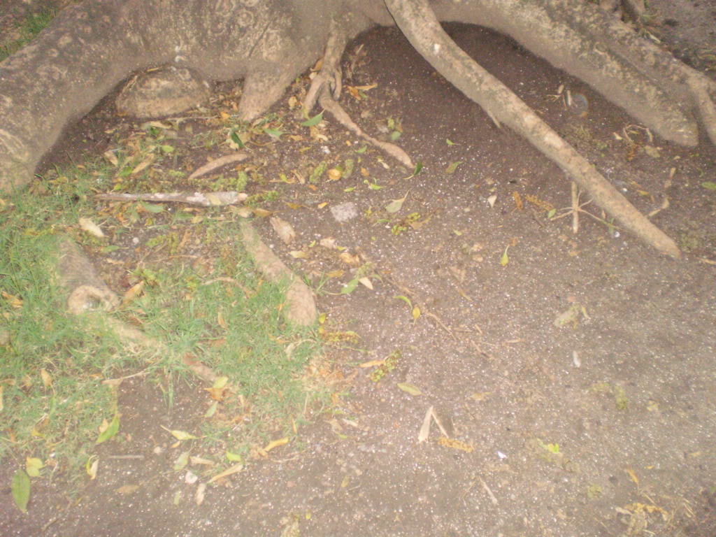 P2210004.jpg
