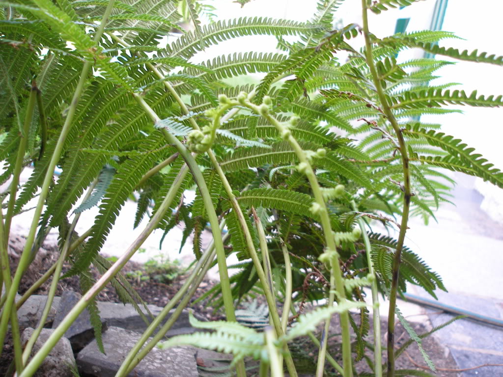 P2213033.jpg